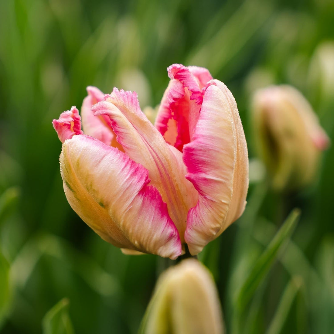 Tulpe 'Parrot Pink Vision'