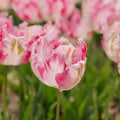 Tulpe 'Parrot Pink Vision'