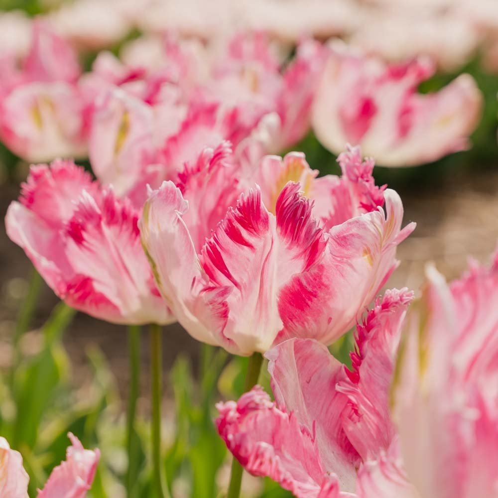 Tulpe 'Parrot Pink Vision'