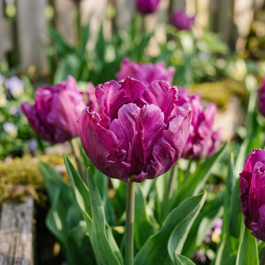 Tulpe 'Parrot Prince'