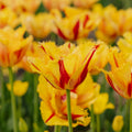 Tulpe 'Party Clown'