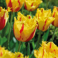 Tulpe 'Party Clown'