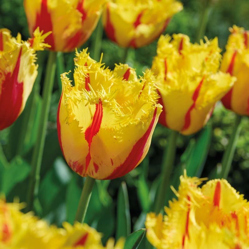 Tulpe 'Party Clown'