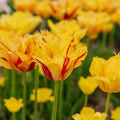 Tulpe 'Party Clown'