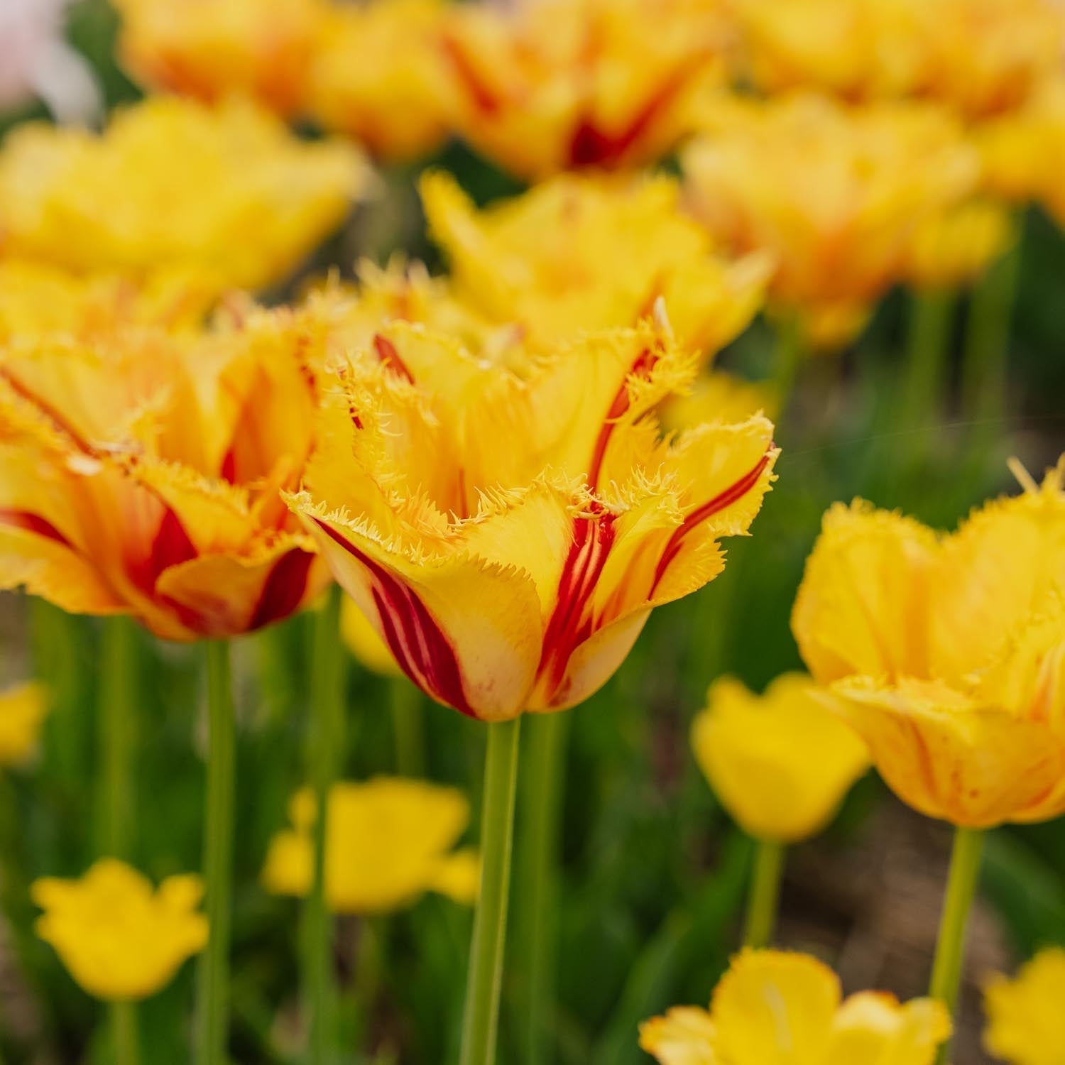 Tulpe 'Party Clown'