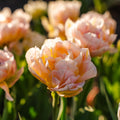 Tulpe 'Password'