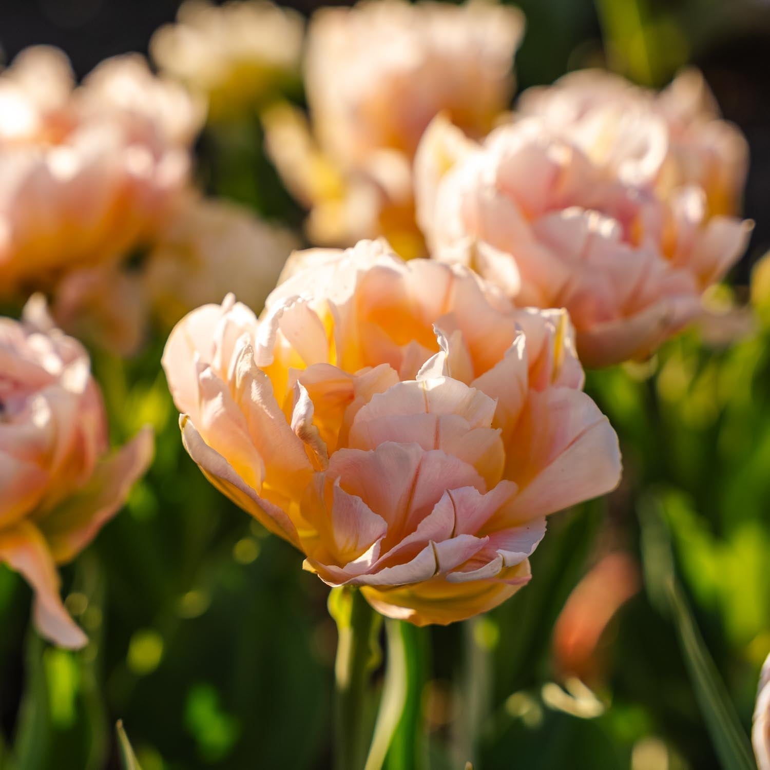 Tulpe 'Password'