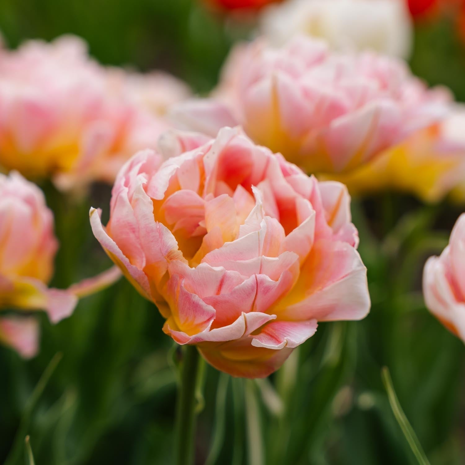 Tulpe 'Password'