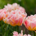 Tulpe 'Password'
