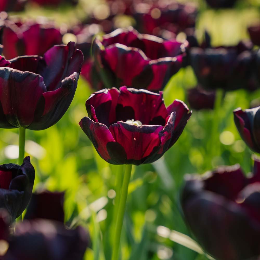 Tulpe 'Paul Scherer'