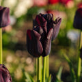 Tulpe 'Paul Scherer'