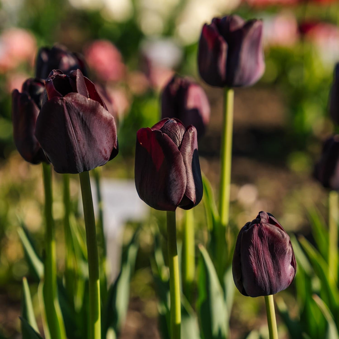 Tulpe 'Paul Scherer'