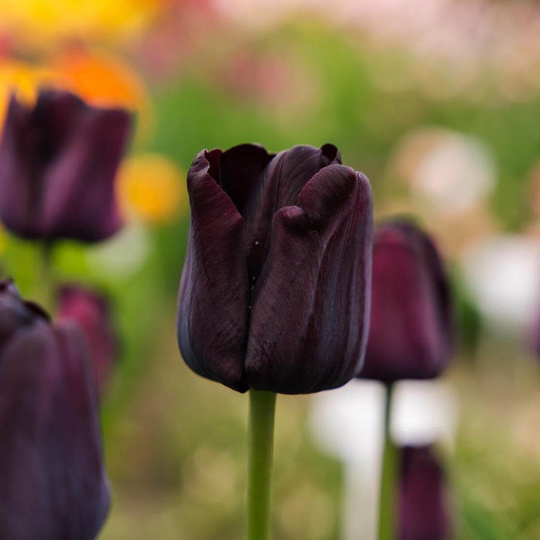 Tulpe 'Paul Scherer'