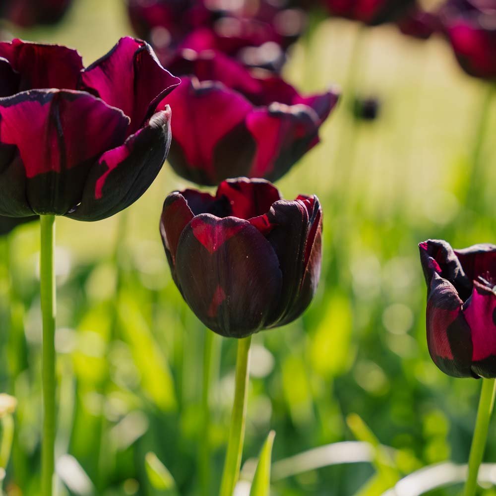Tulpe 'Paul Scherer'