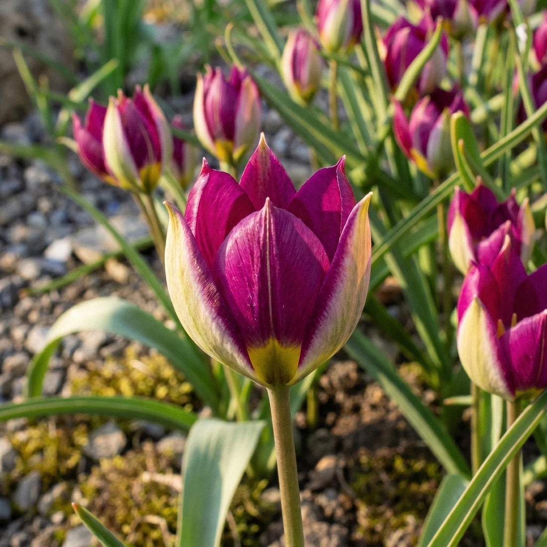Tulpe 'Persian Pearl'