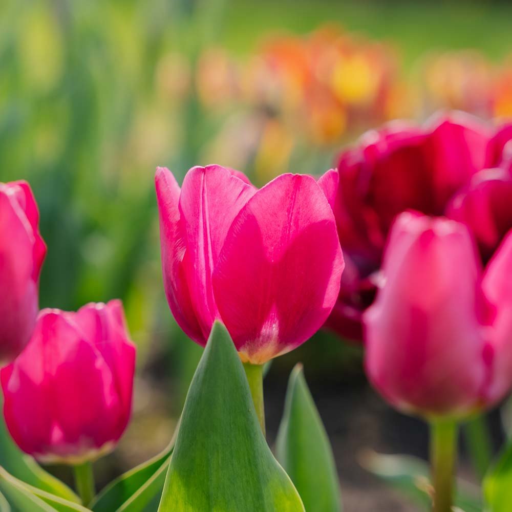 Tulpe 'Pink Ardour'