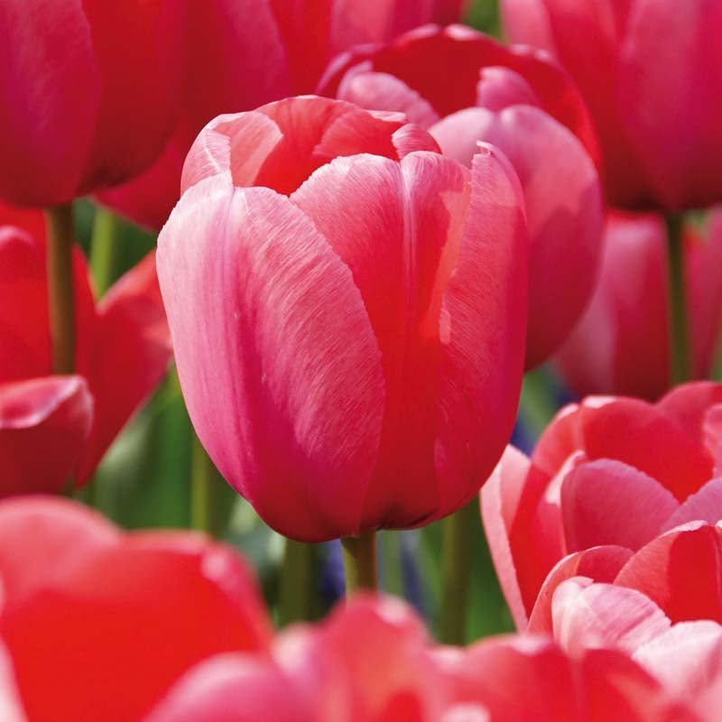 Tulpe 'Pink Impression'