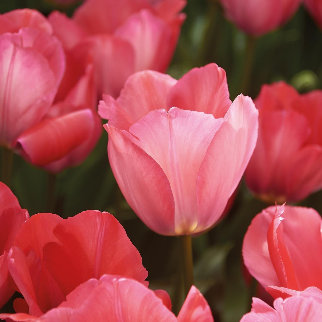 Tulpe 'Pink Sound'