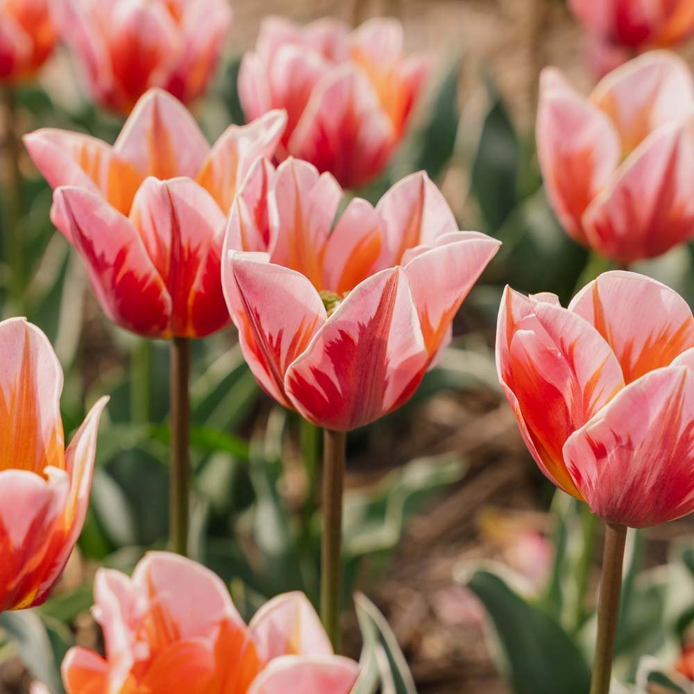 Tulpe 'Pretty Princess'