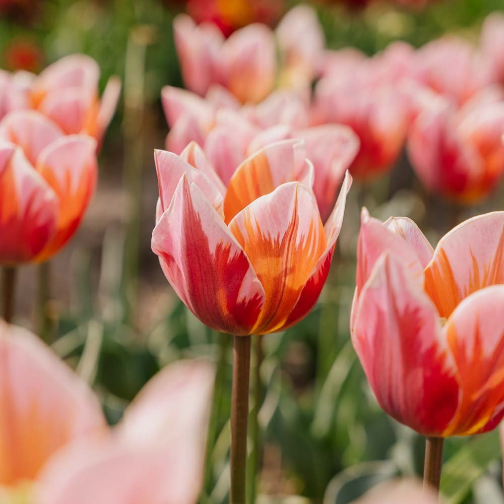 Tulpe 'Pretty Princess'