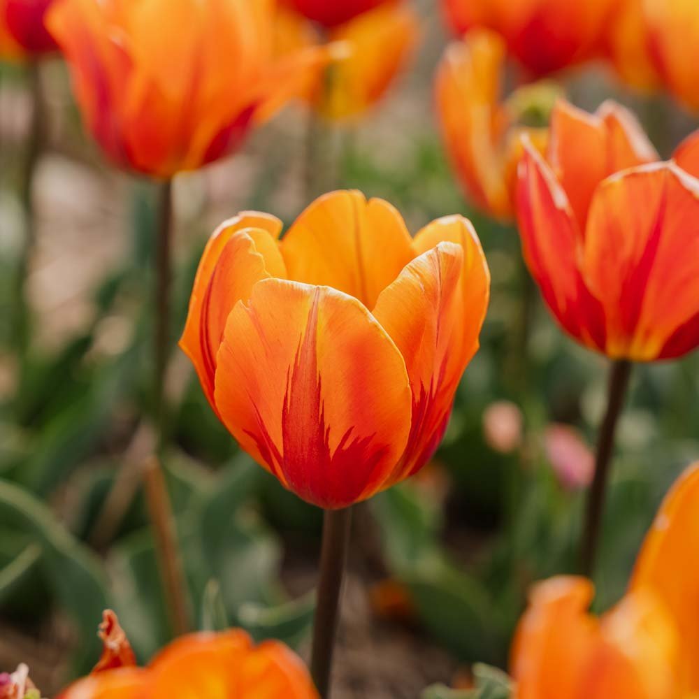 Tulpe 'Princess Irene'