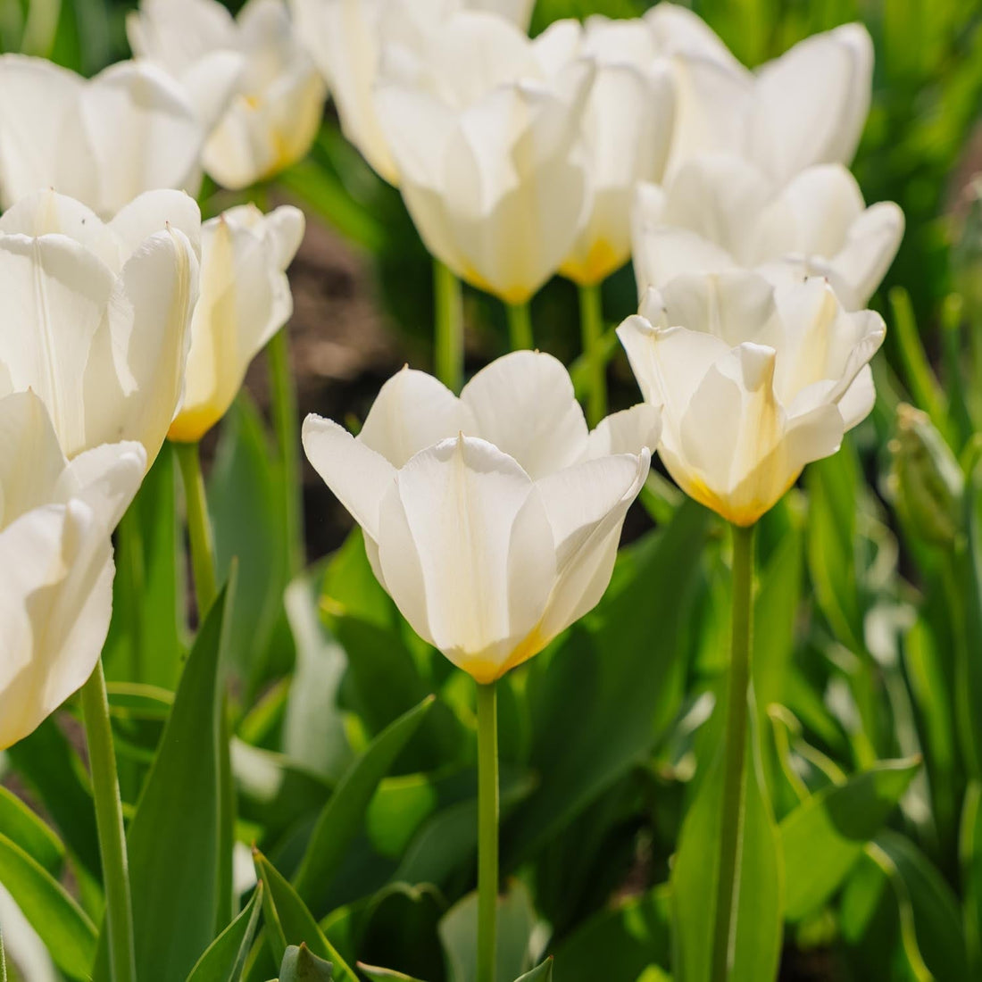 Tulpe 'Purissima'