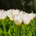Tulpe 'Purissima'