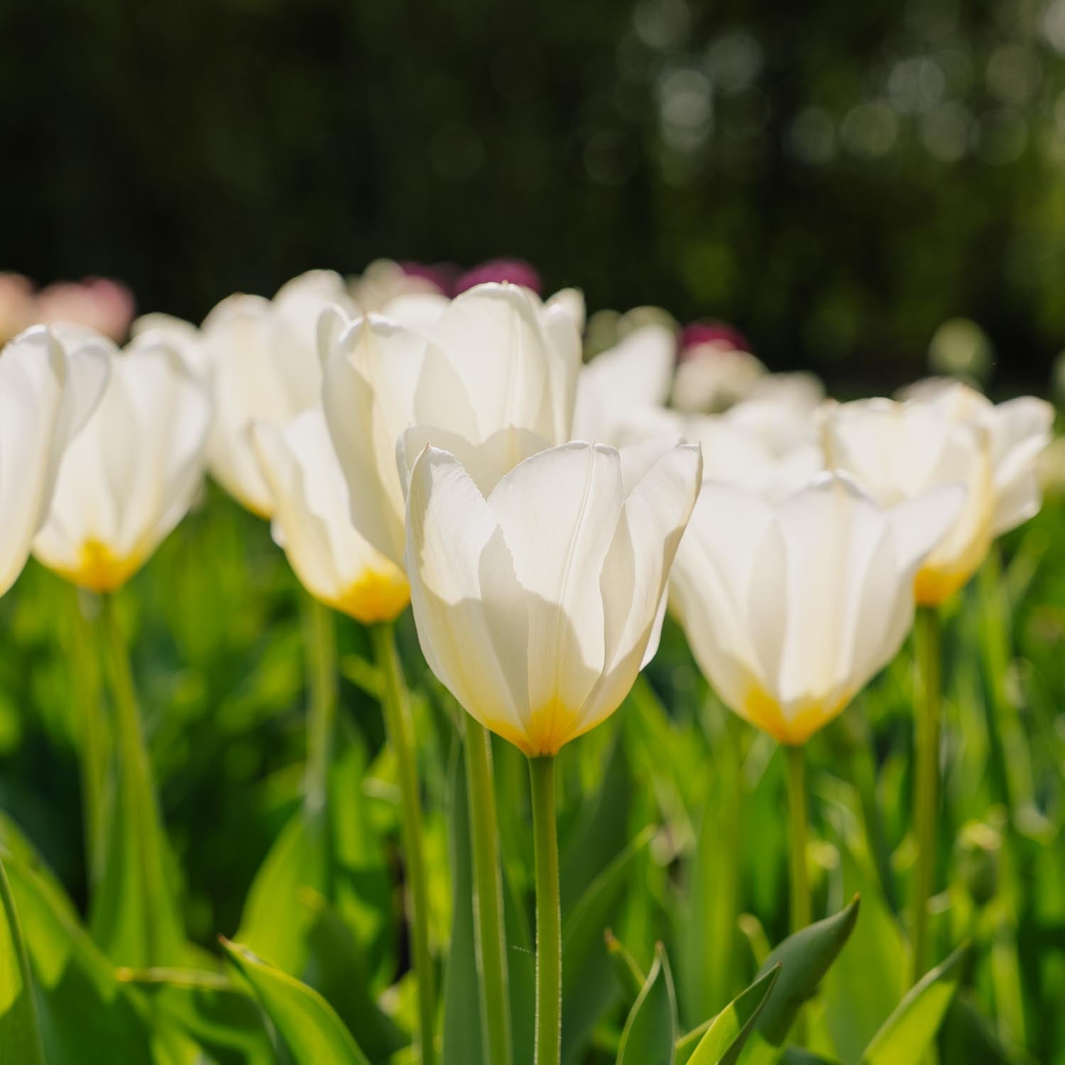 Tulpe 'Purissima'