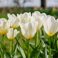 Tulpe 'Purissima'