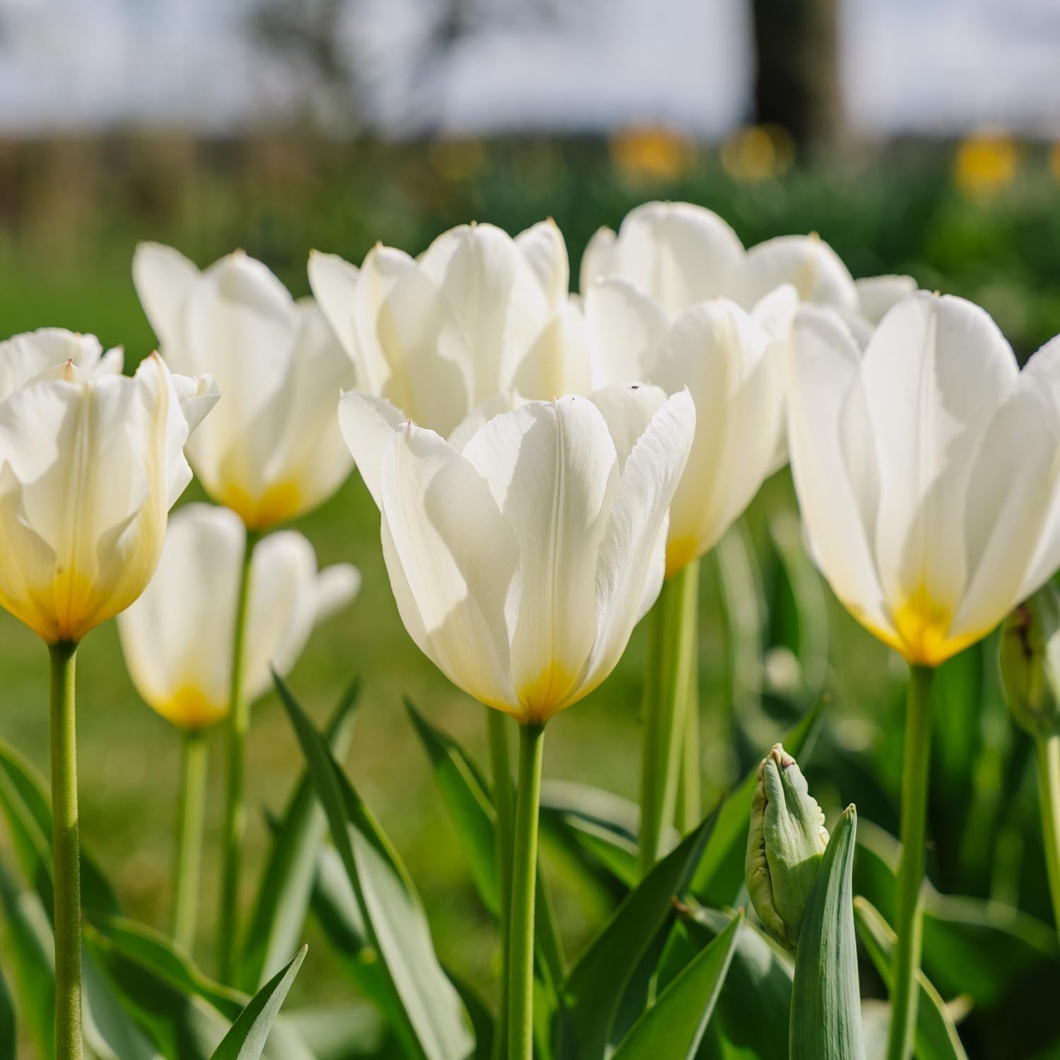 Tulpe 'Purissima'