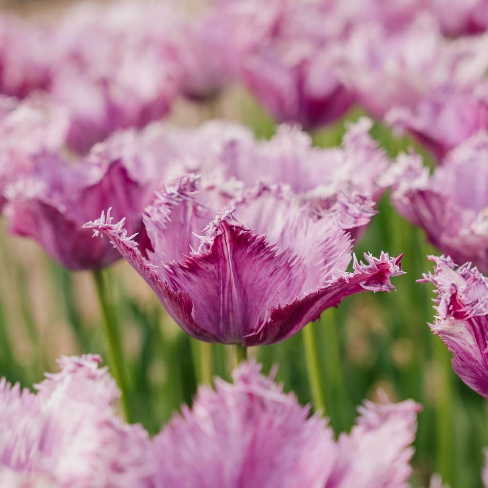 Tulpe 'Purple Circus'