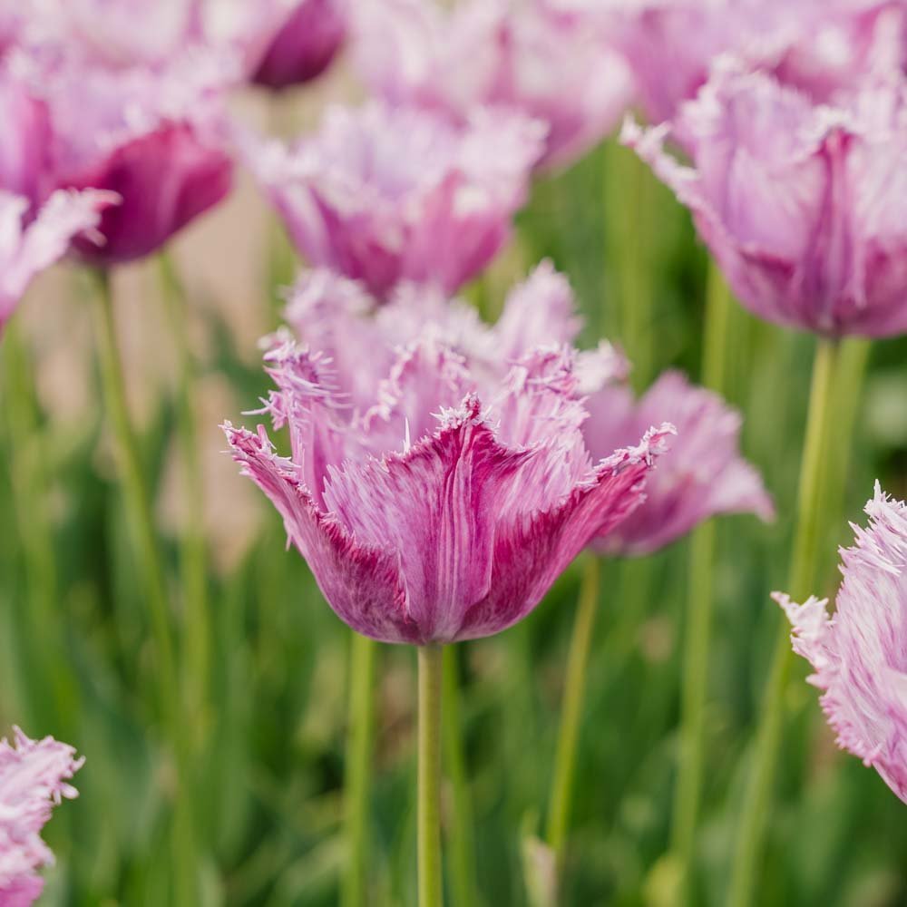 Tulpe 'Purple Circus'
