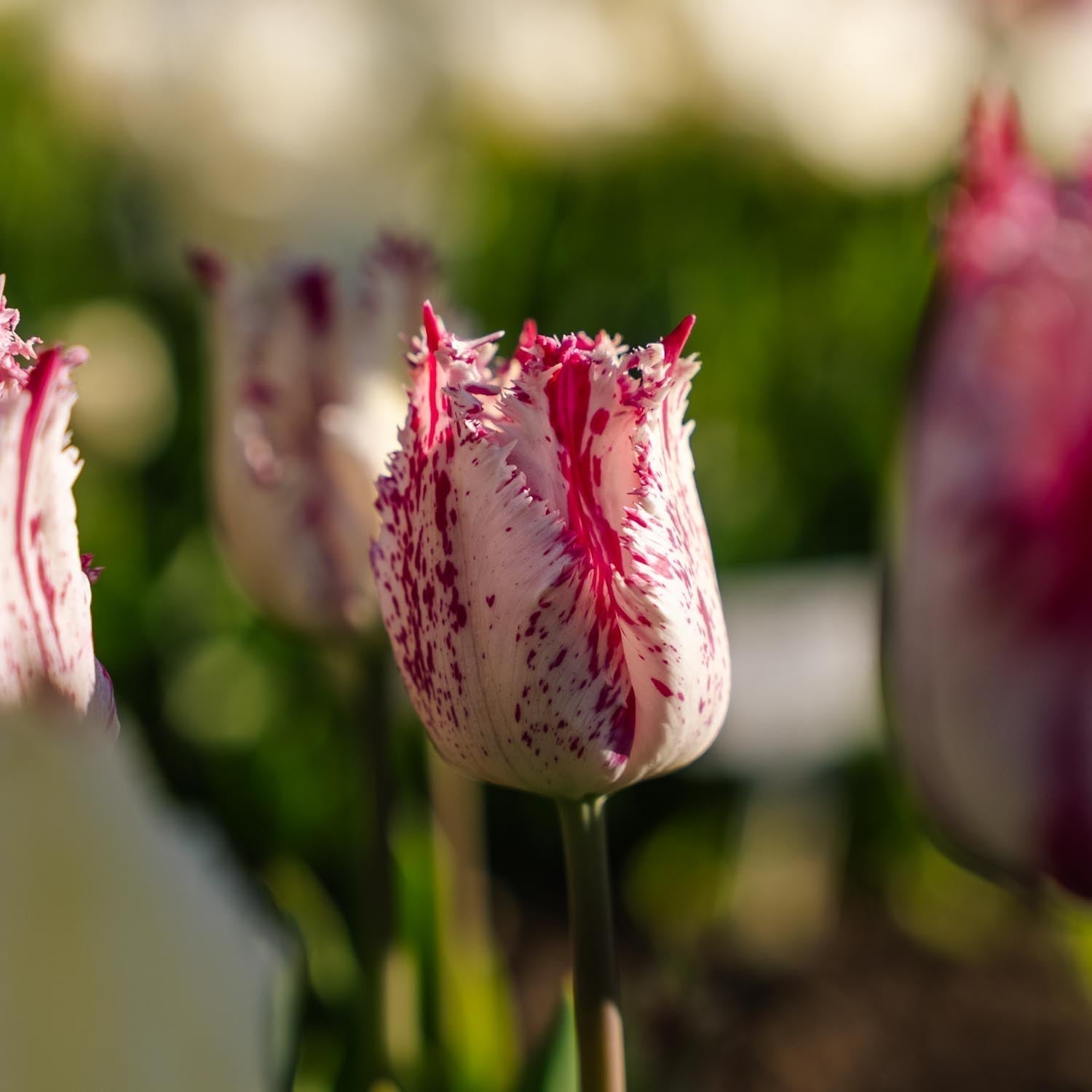 Tulpe 'Purple Circus'