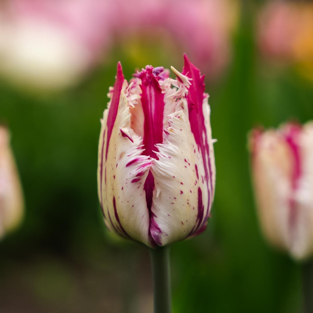 Tulpe 'Purple Circus'