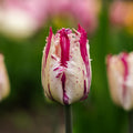 Tulpe 'Purple Circus'