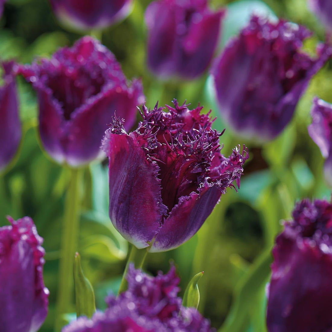 Tulpe 'Purple Crystal'