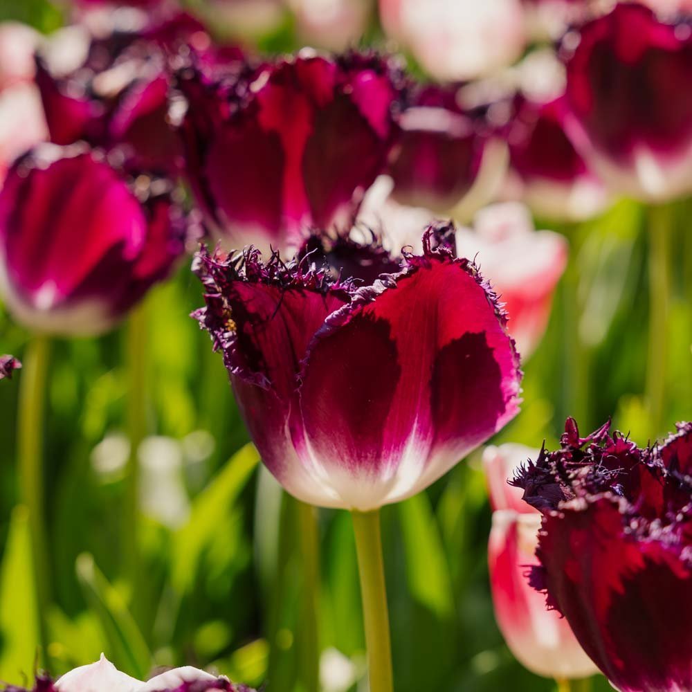 Tulpe 'Purple Crystal'
