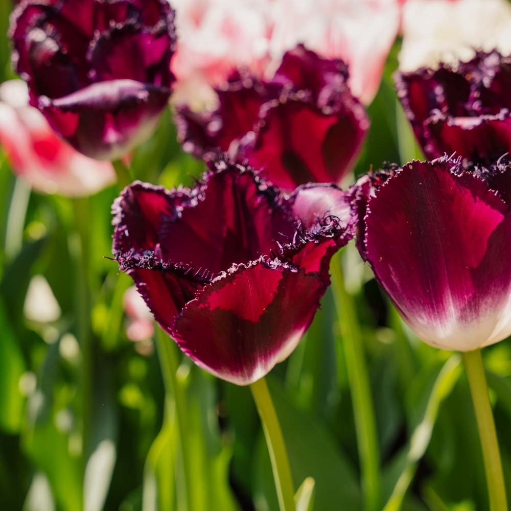 Tulpe 'Purple Crystal'