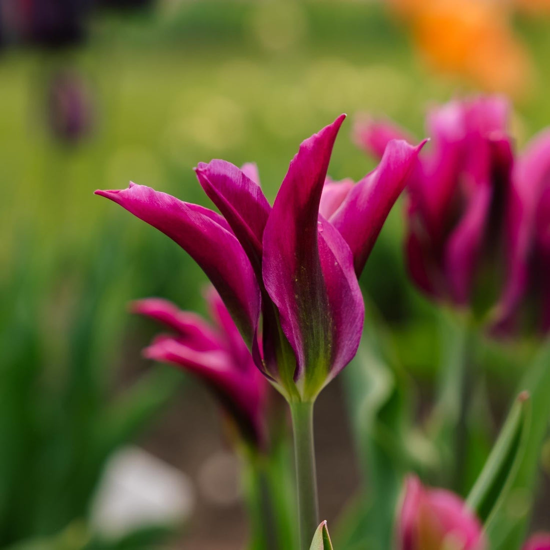 Tulpe 'Purple Doll'