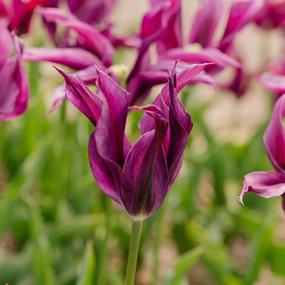 Tulpe 'Purple Doll'