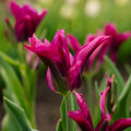 Tulpe 'Purple Doll'