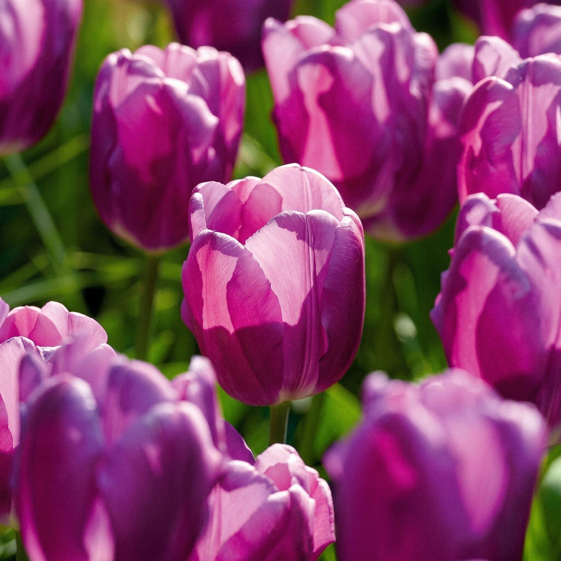 Tulpe 'Purple Flag'