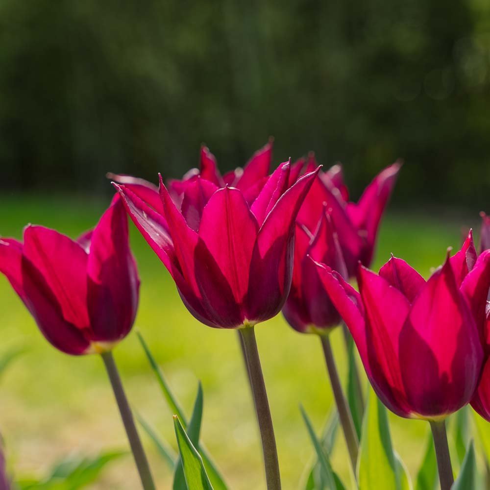 Tulpe 'Purple Heart'