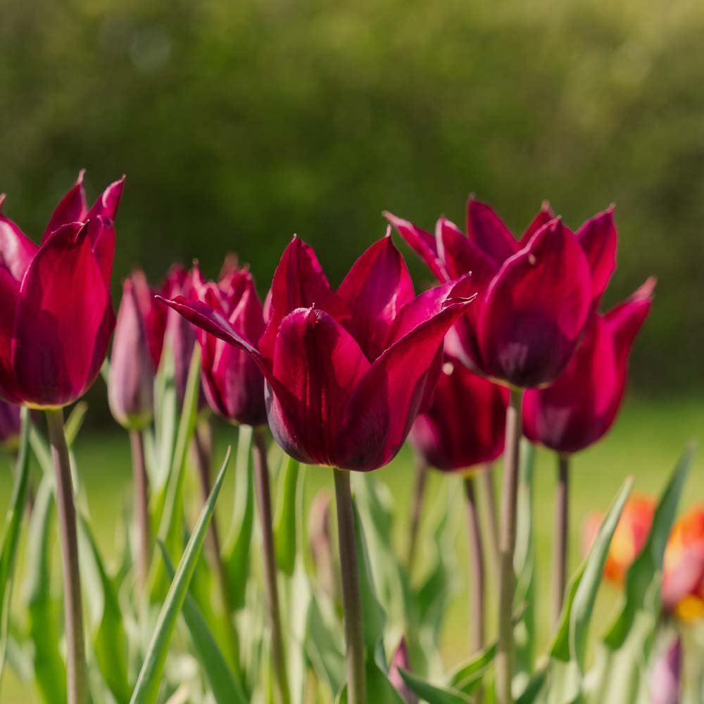 Tulpe 'Purple Heart'