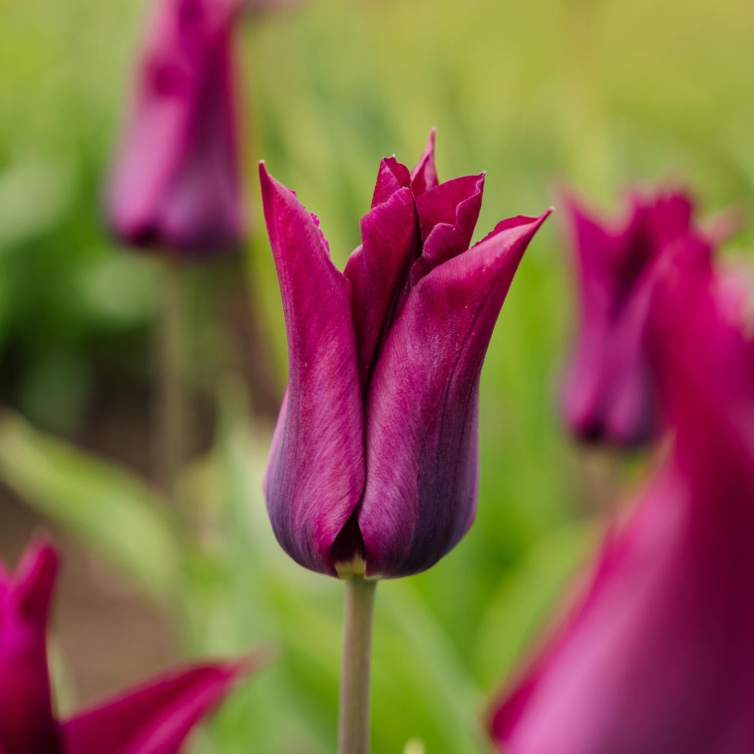 Tulpe 'Purple Heart'