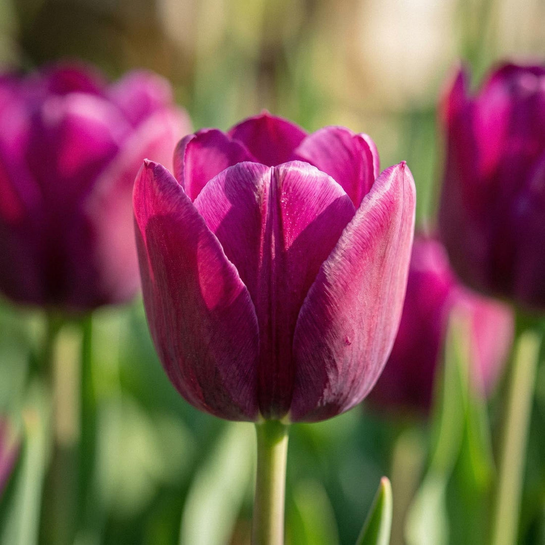 Tulpe 'Purple Lady'