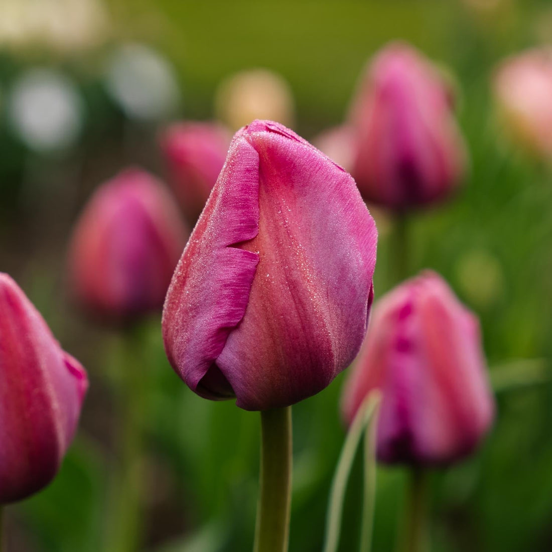 Tulpe 'Purple Pride'