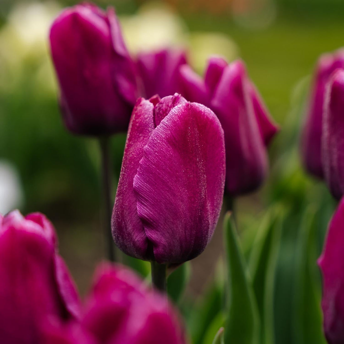 Tulpe 'Purple Prince'
