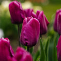 Tulpe 'Purple Prince'