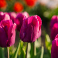 Tulpe 'Purple Prince'